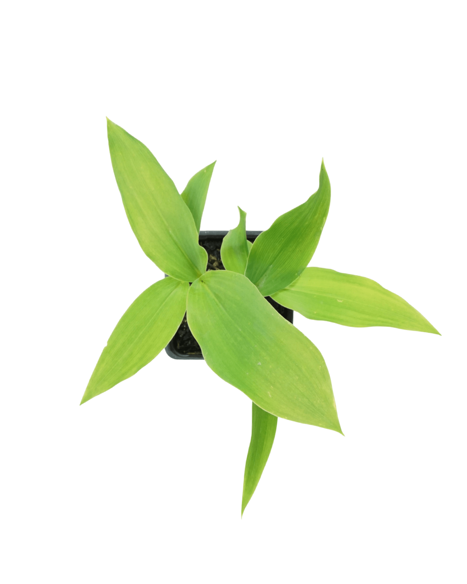 Convallaria majalis - The Garden Corner