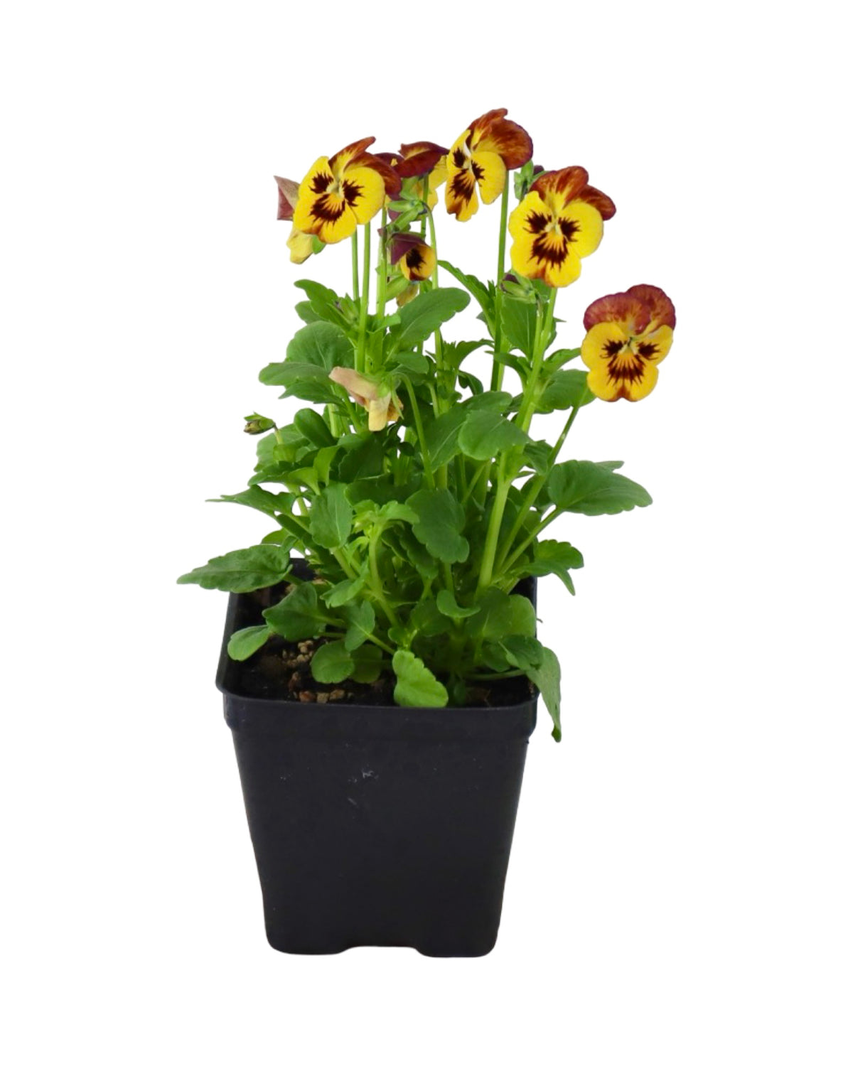 Viola - Seasonal Plant