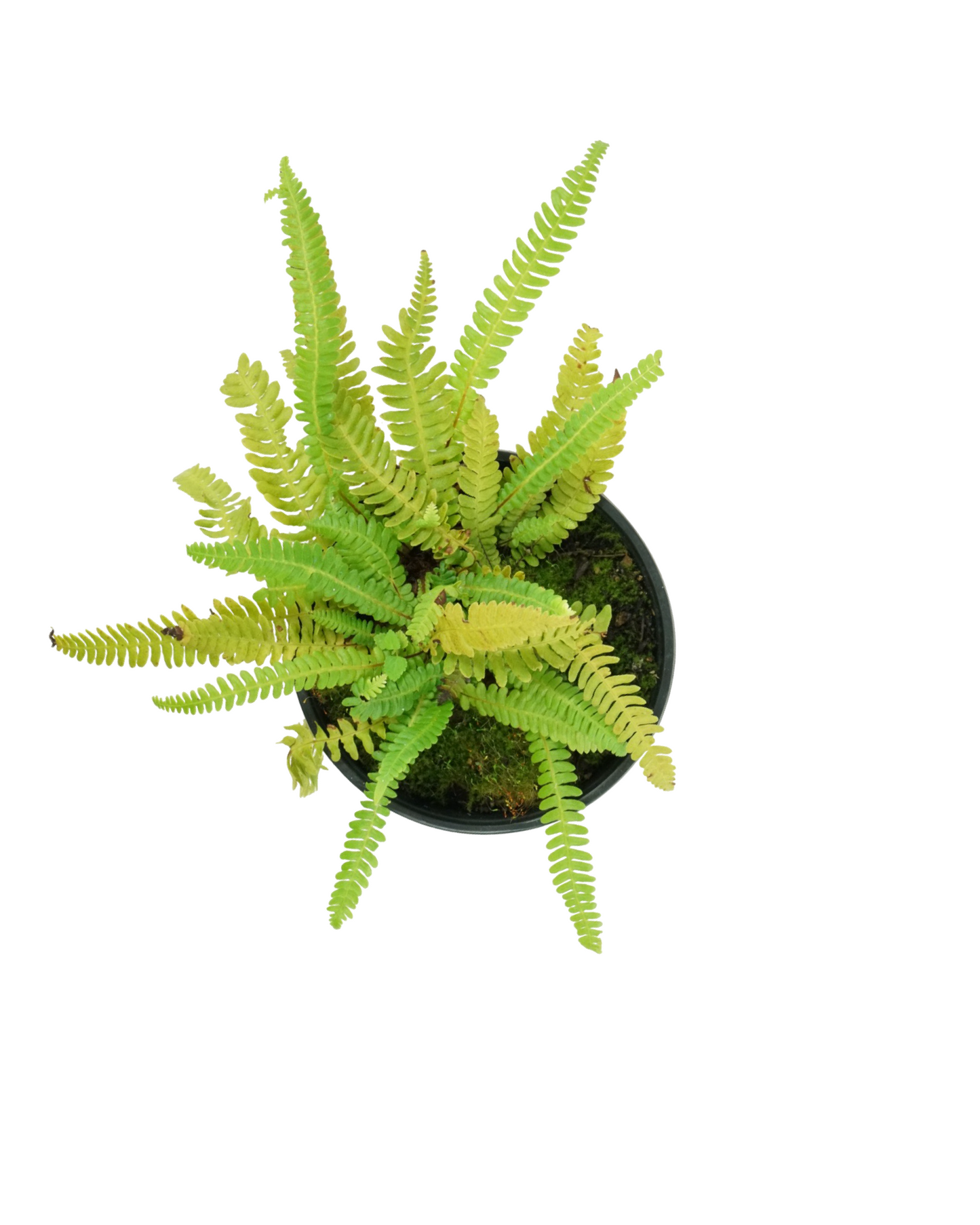 Blechnum spicant 'Deer Fern'