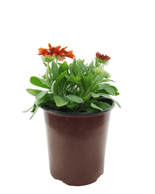 Gaillardia Spintop® 'Yellow Touch' - The Garden Corner