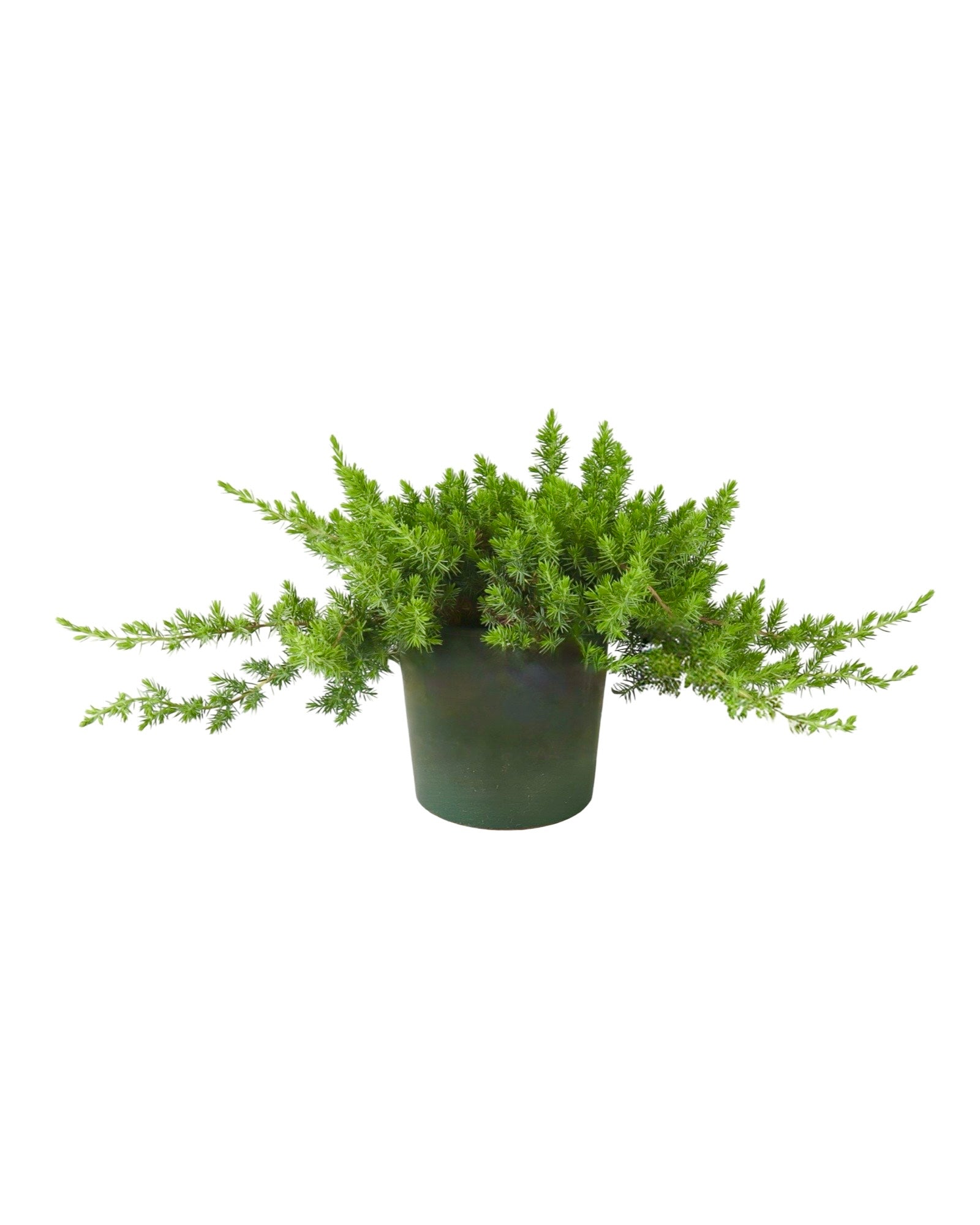 Juniperus conferta 'Blue Pacific' - Shrubs
