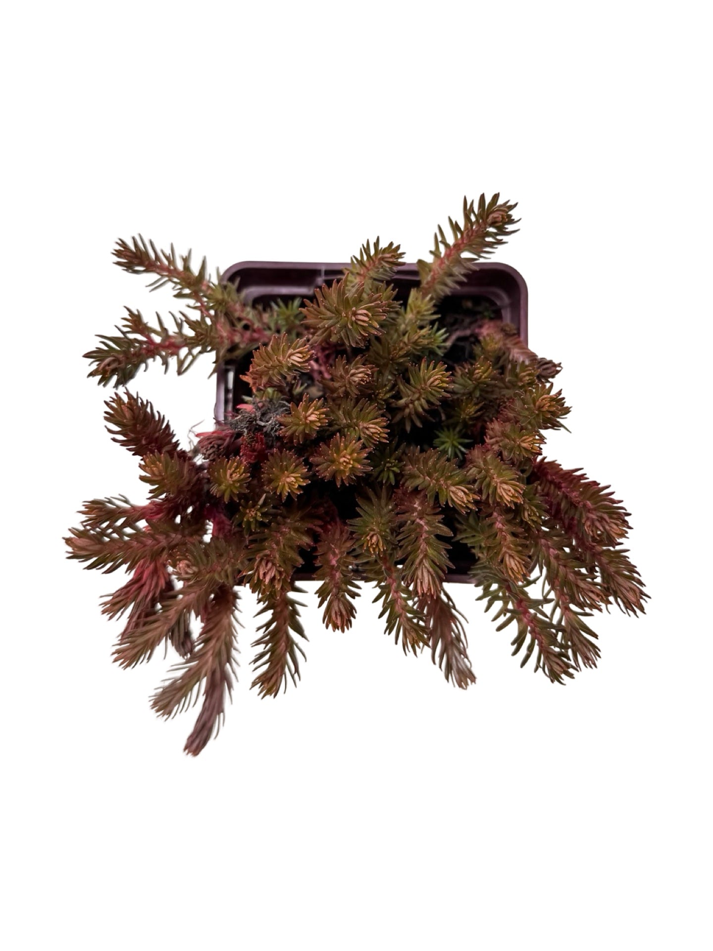 Sedum hakonense 'Chocolate Ball' - Perennials