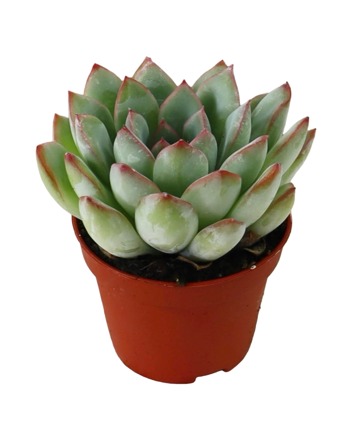 Echeveria ‘Emerald’ - House Plants