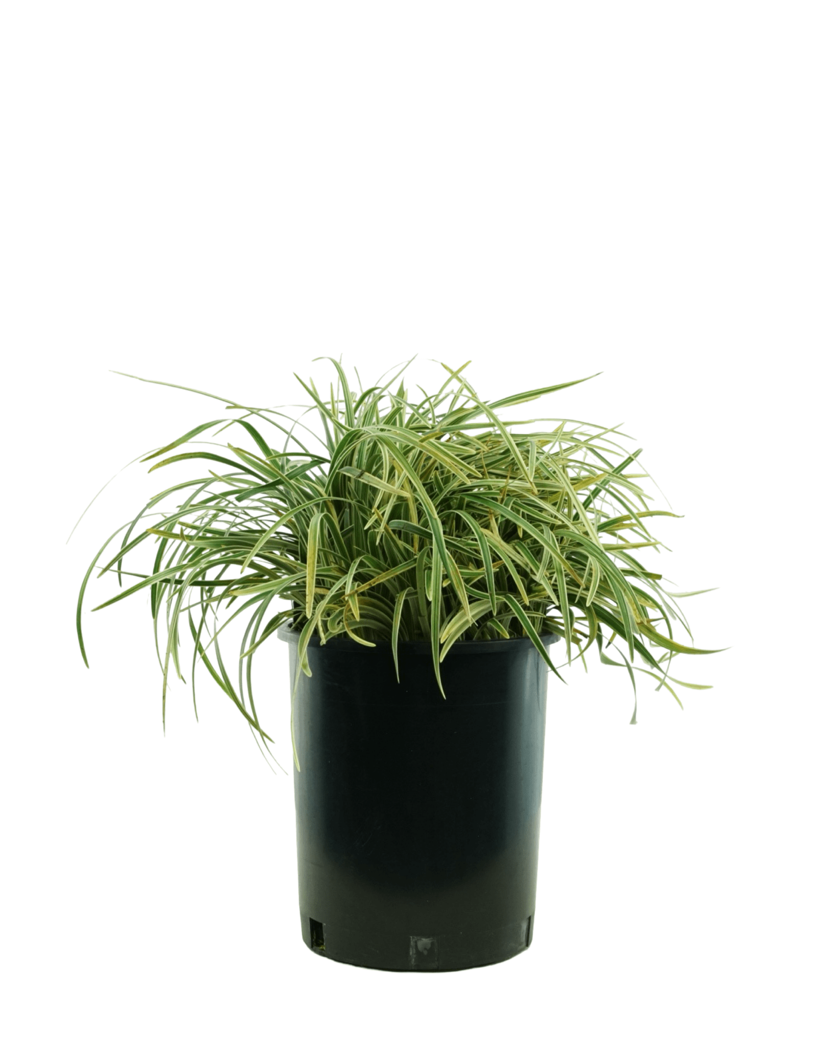 Ophiopogon japonicus 'Pam Harper' - Perennials