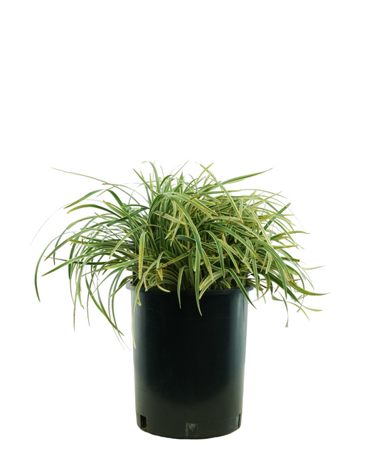 Ophiopogon japonicus 'Pam Harper'