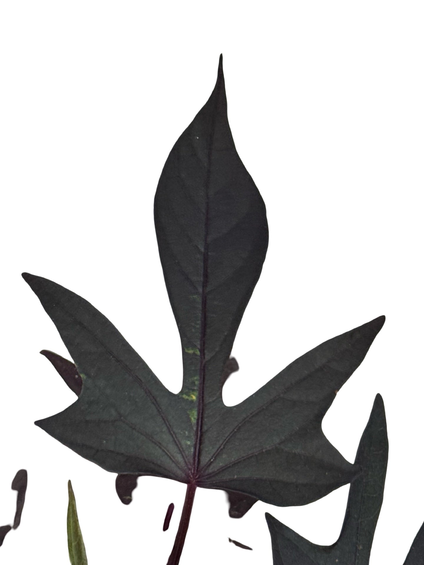 Ipomoea 'Bright Ideas Black' - Annuals