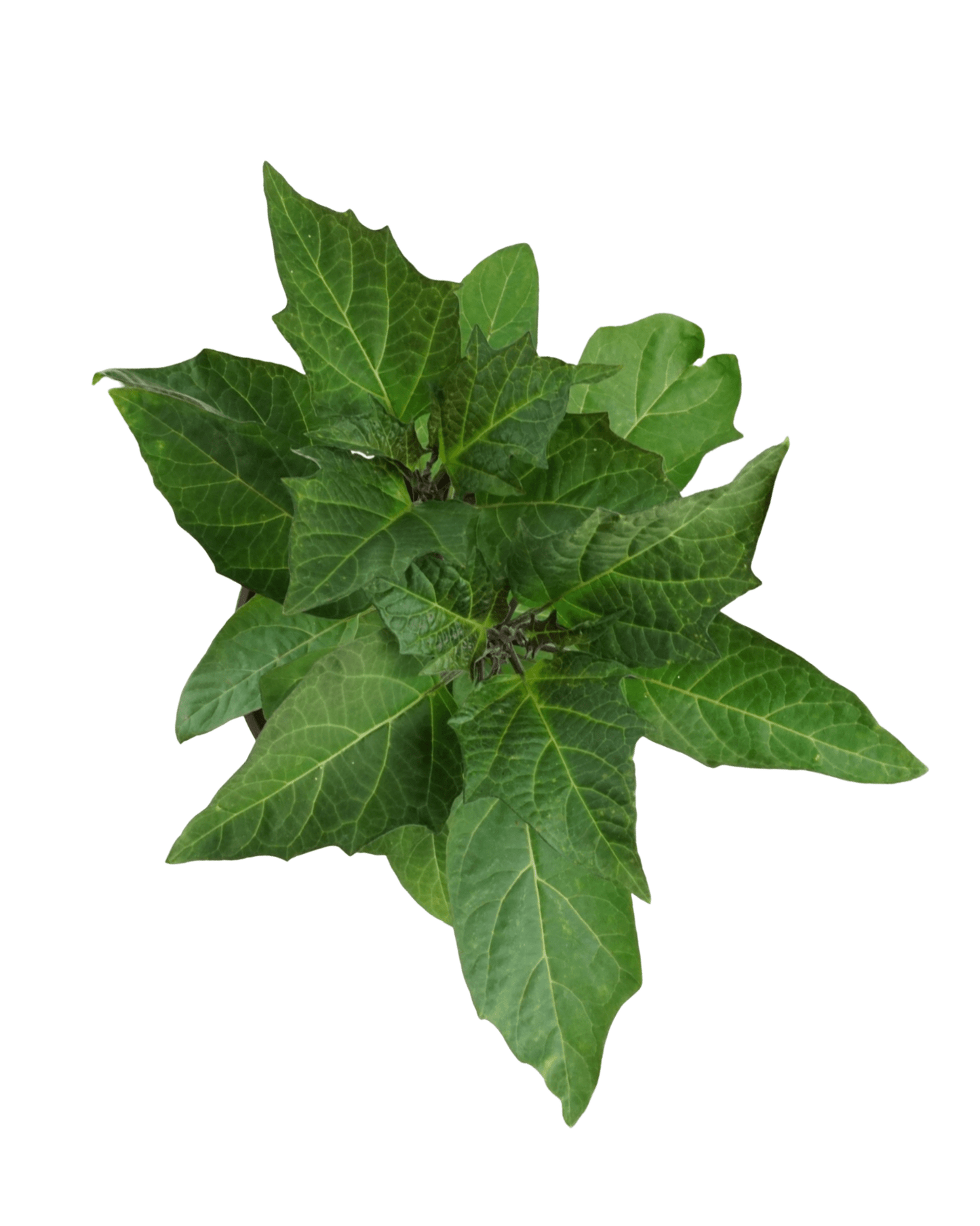 Datura 'Double Lavender' - The Garden Corner