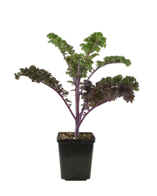 Kale 'Redbor' - The Garden Corner