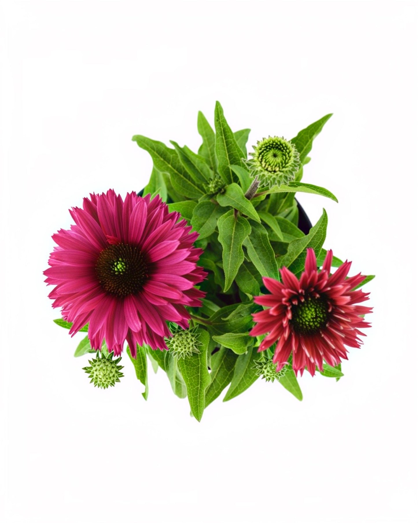 Echinacea SunSeekers® Sweet Fuchsia - Perennials