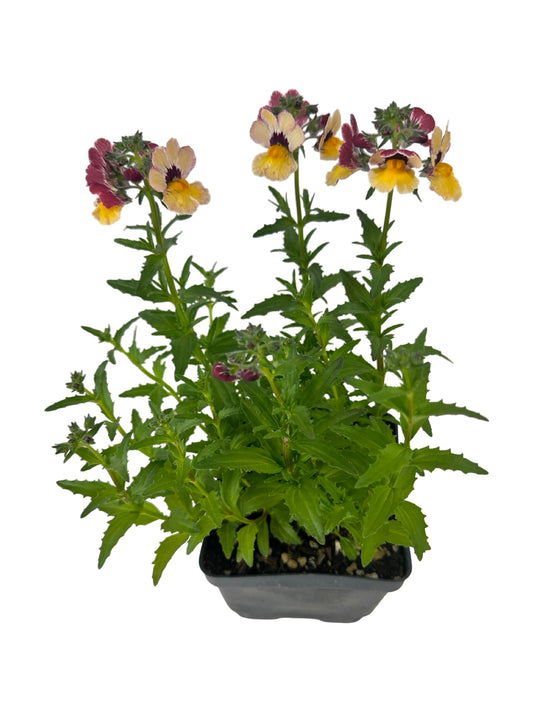 Nemesia nesia 'BananaBerry' - Annuals