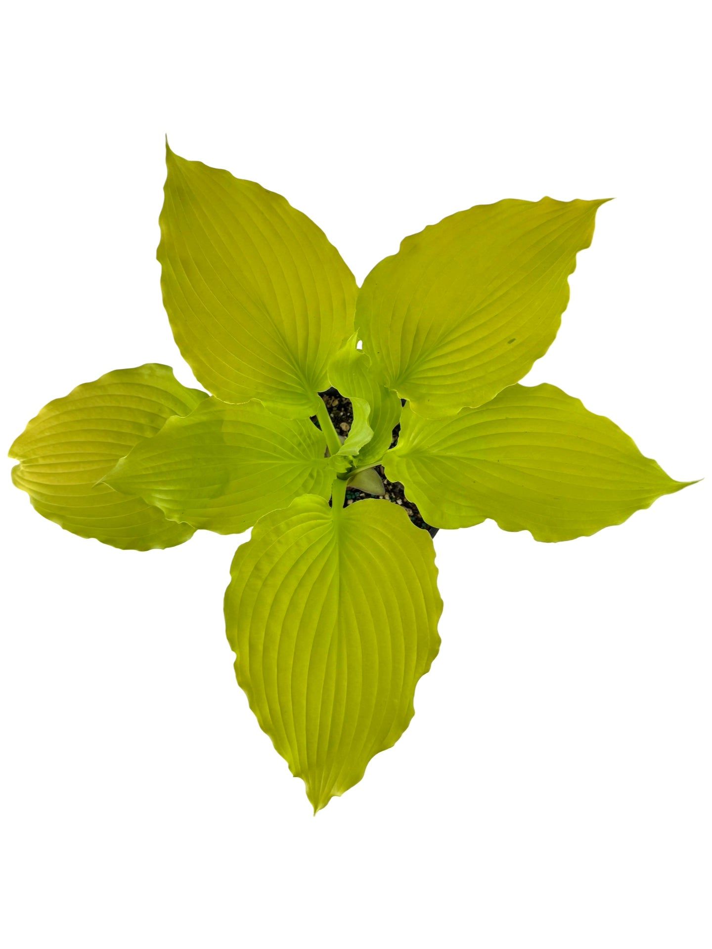 Hosta 'Dancing Queen' - Perennials