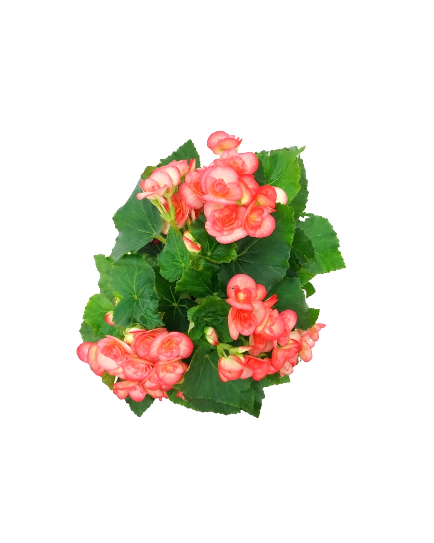 Begonia x hiemalis - The Garden Corner