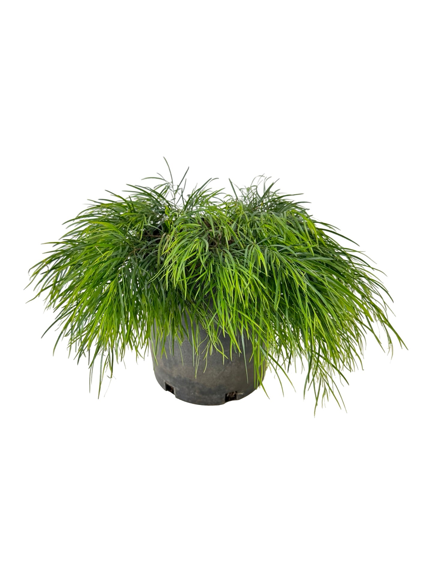 Acacia cognata 'Cousin ltt' - Shrubs