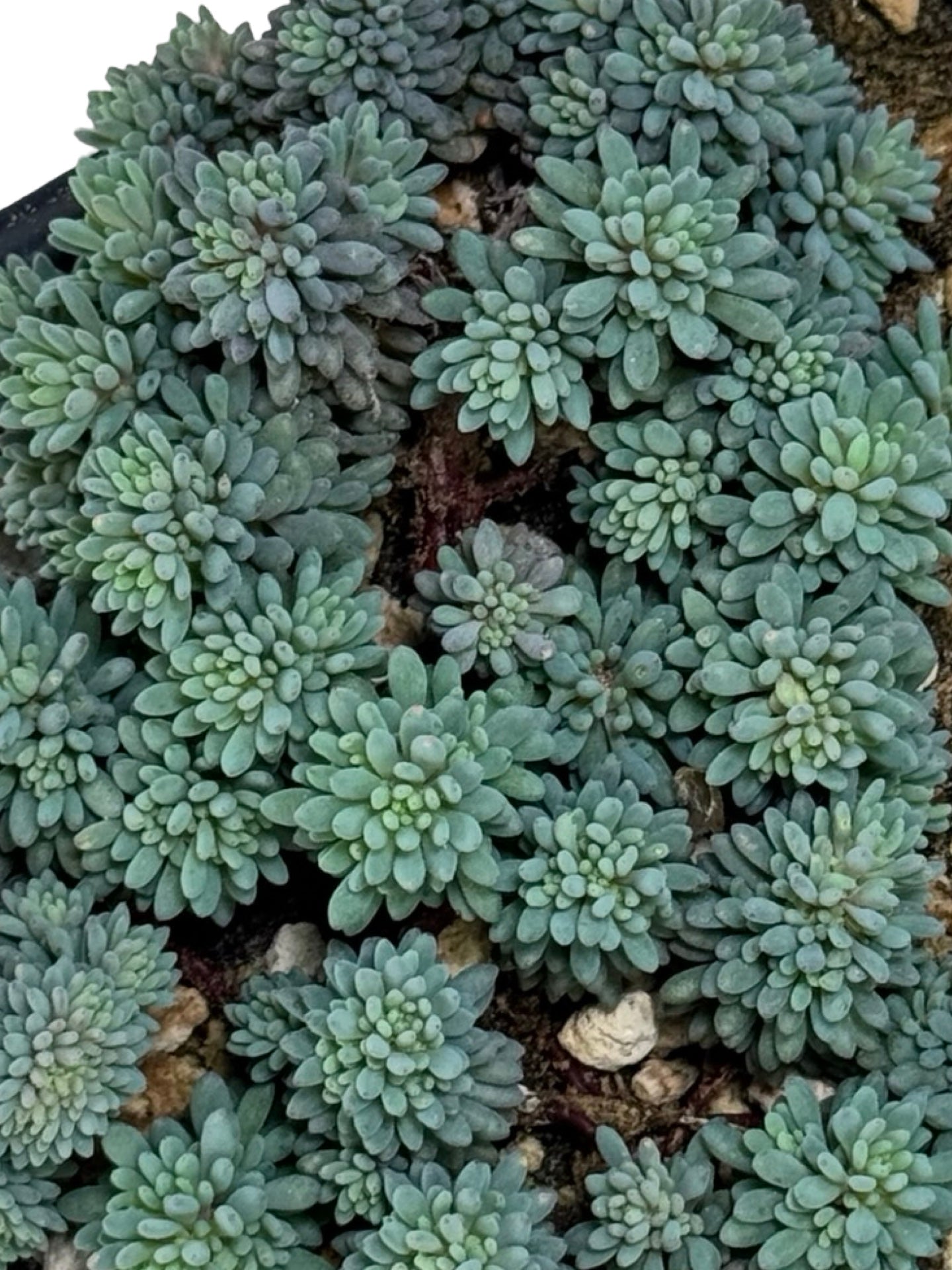 Sedum hispanicum minus - Groundcovers