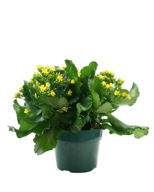 Kalanchoe Calandiva, Assorted - House Plants
