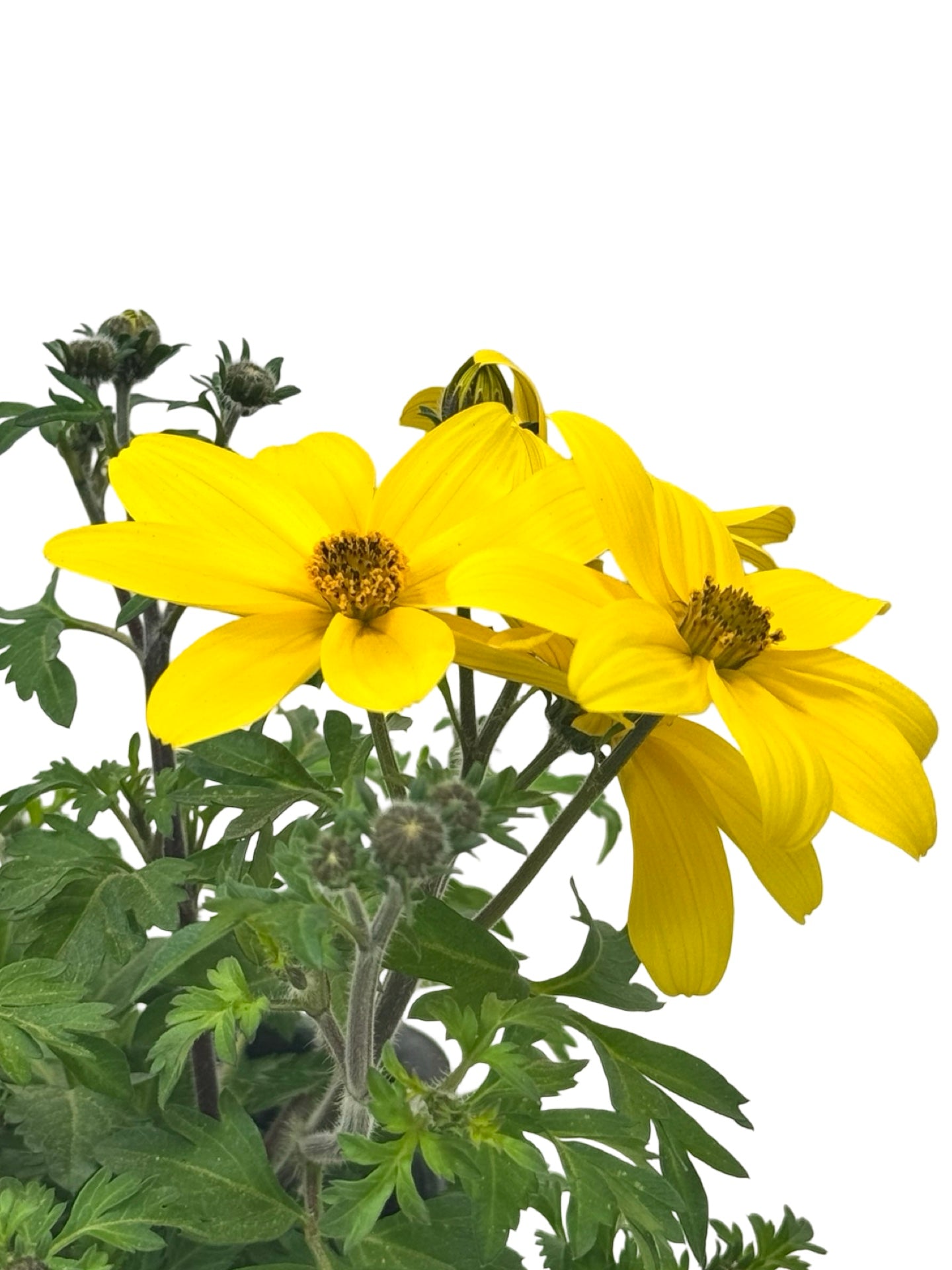 Bidens Namid™ 'Compact Yellow' - Annuals