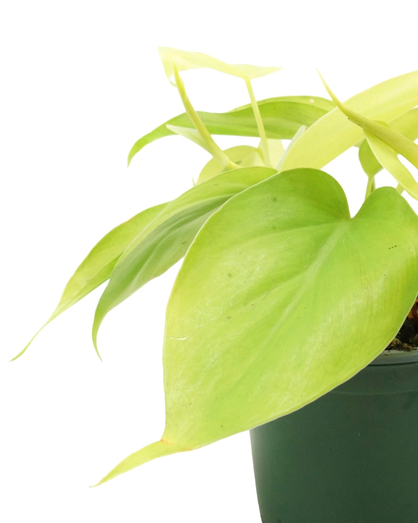 Philodendron cordatum 'Gold Heartleaf'