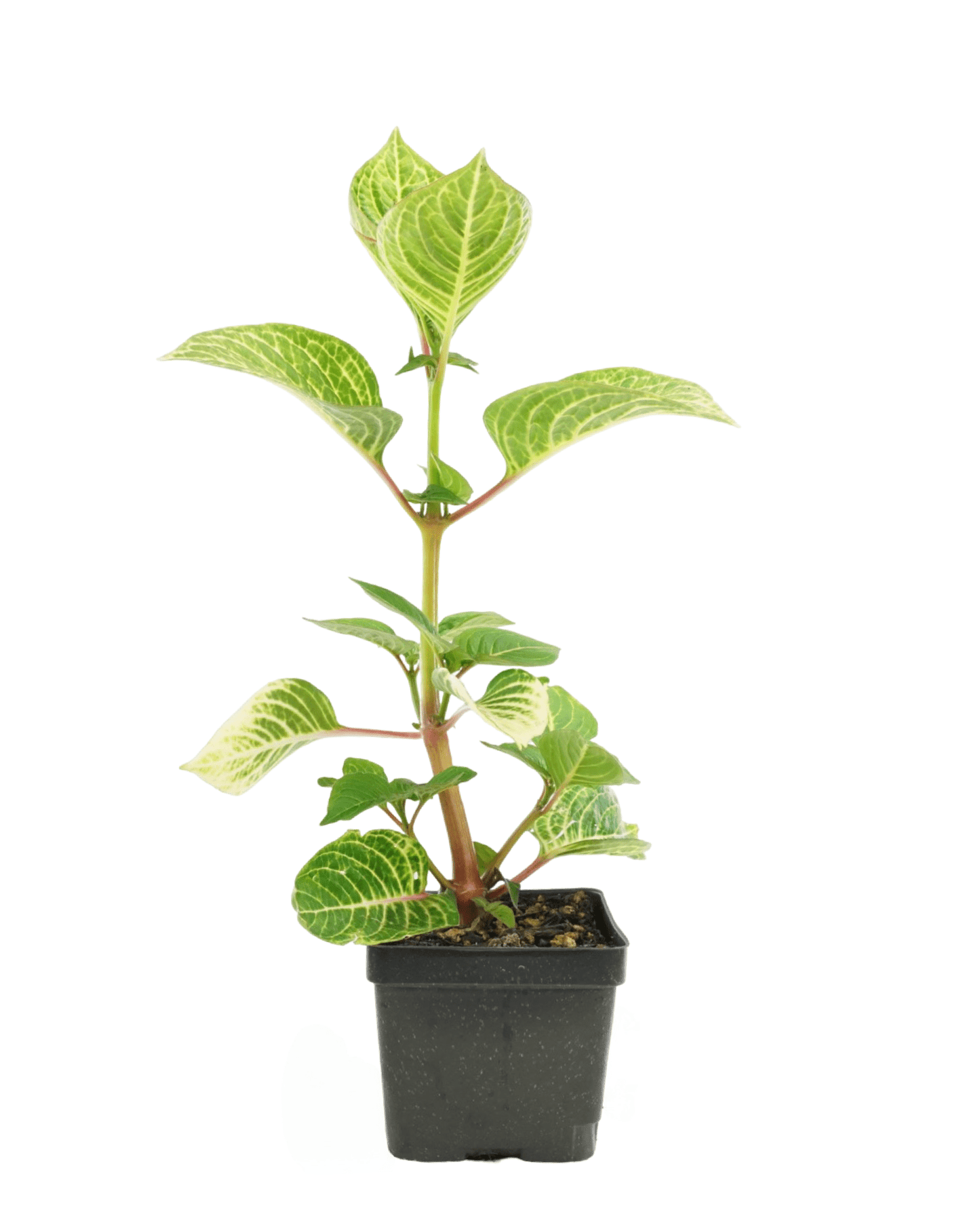Iresine 'Blazin Lime'