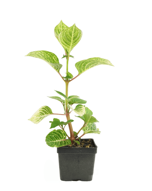 Iresine 'Blazin Lime' - The Garden Corner
