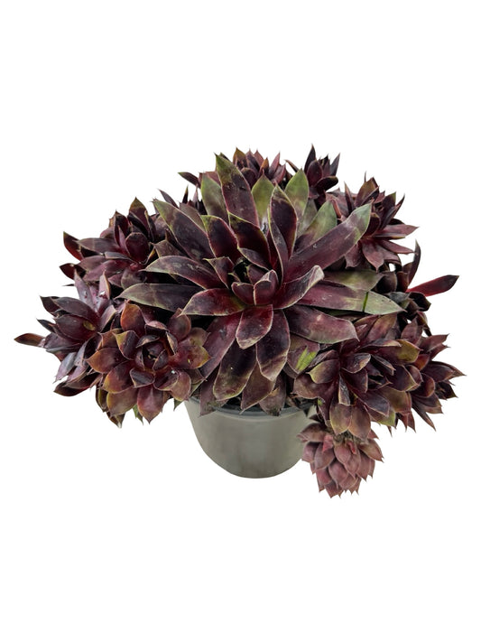 Sempervivum 'Chick Charm Cranberry Cocktail' - Groundcovers