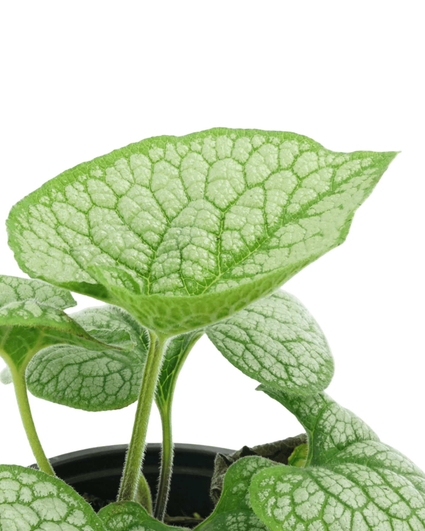 Brunnera macrophylla 'Sea Heart' - The Garden Corner