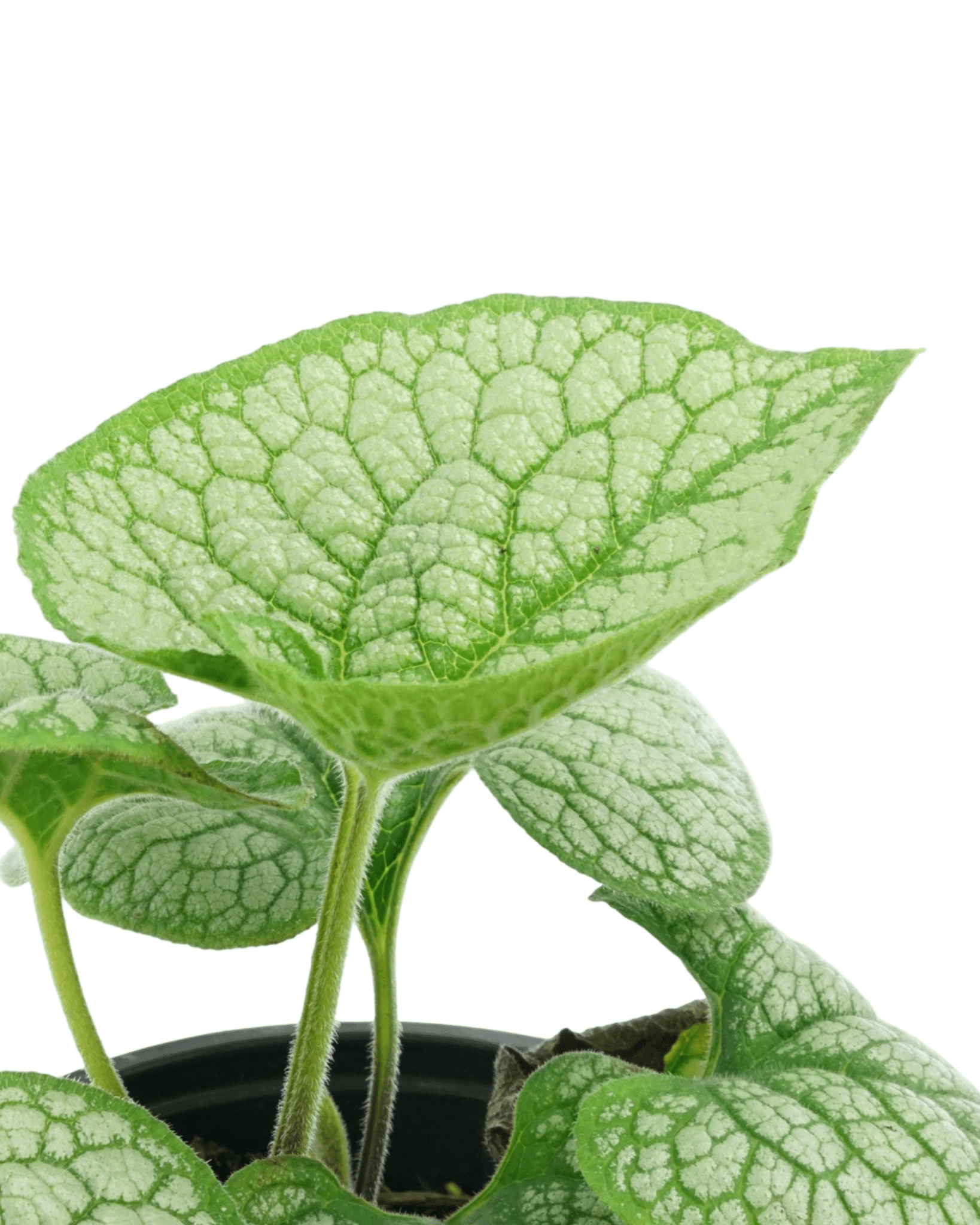 Brunnera macrophylla 'Sea Heart' - The Garden Corner