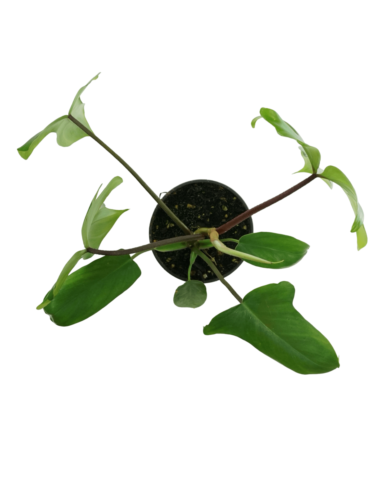 philodendron outdoors florida Philodendron Florida Green – The Garden Corner