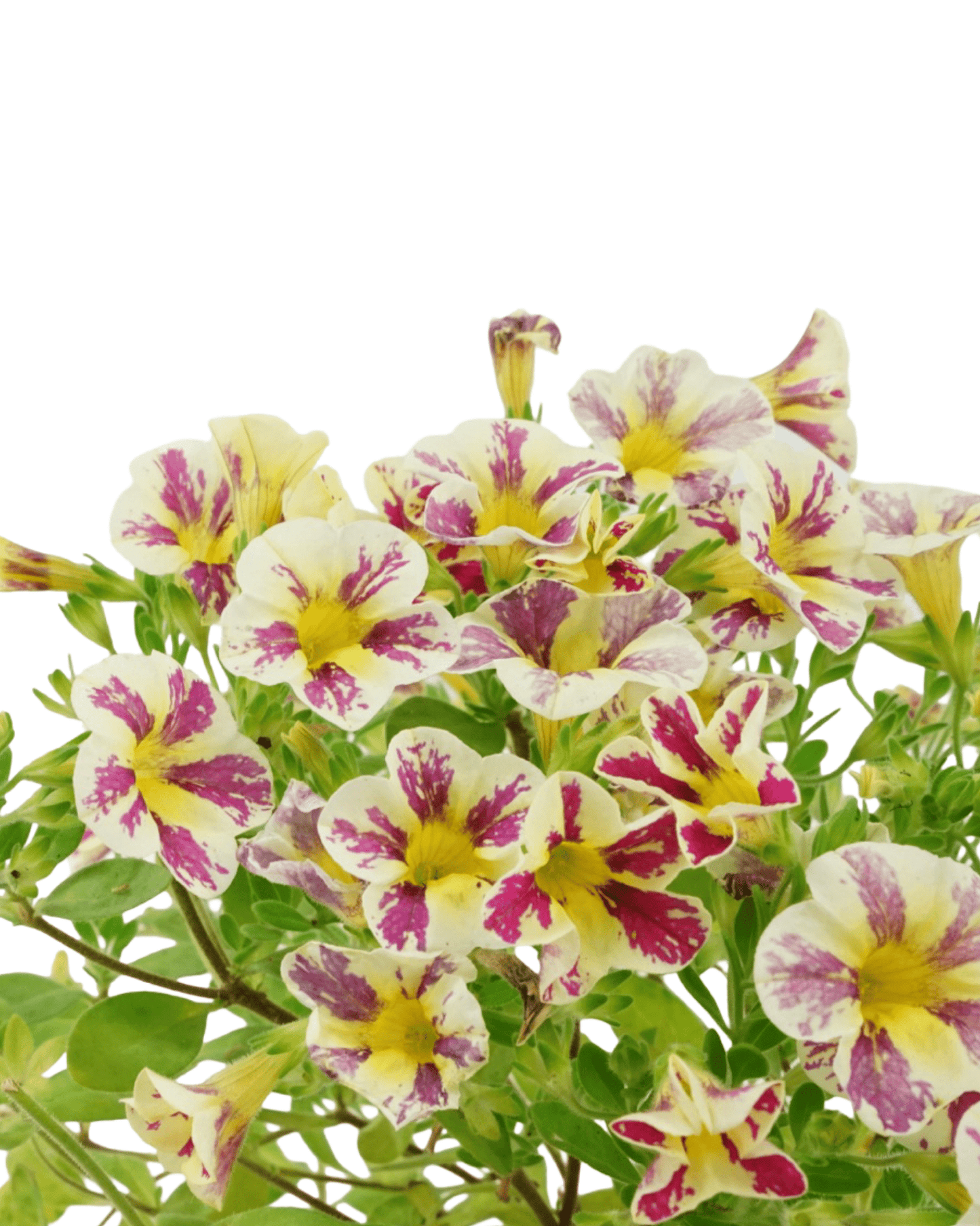 Calibrachoa 'Holy Moly' - The Garden Corner