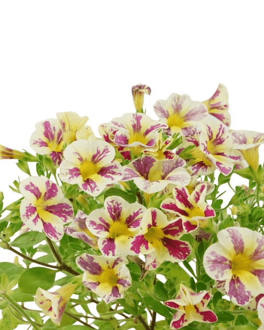 Calibrachoa 'Holy Moly' - The Garden Corner