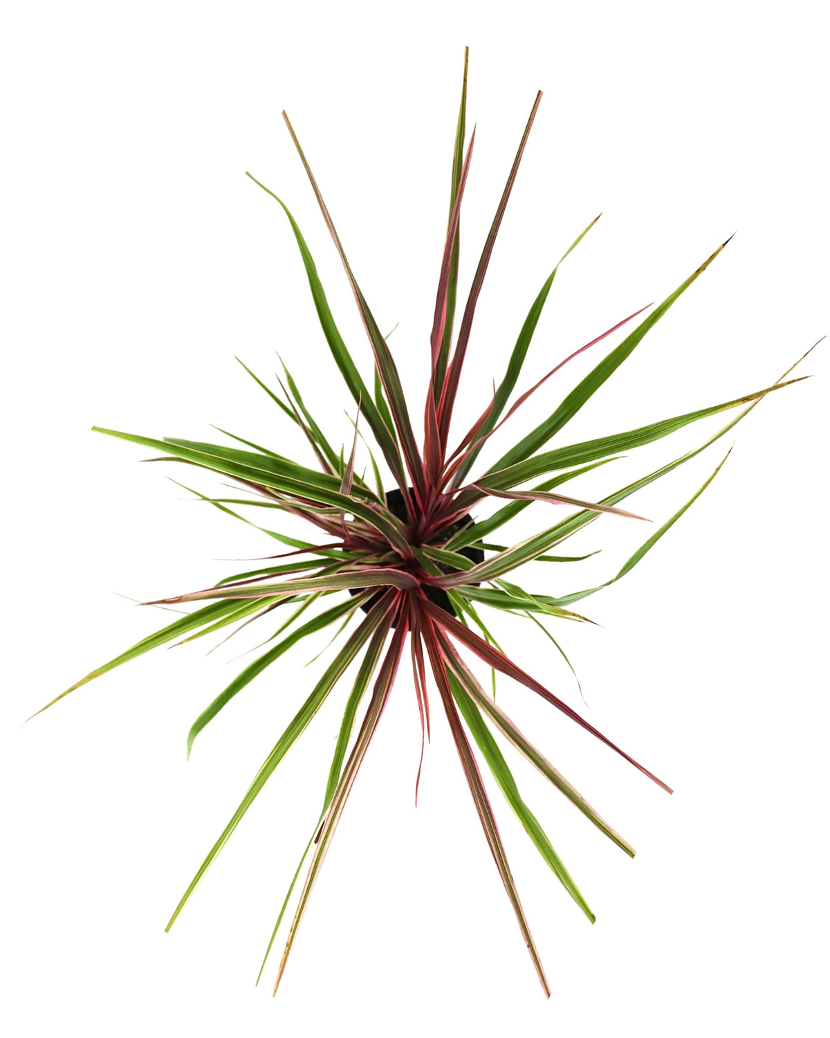 Cordyline 'Dancing Can Can' - Perennials