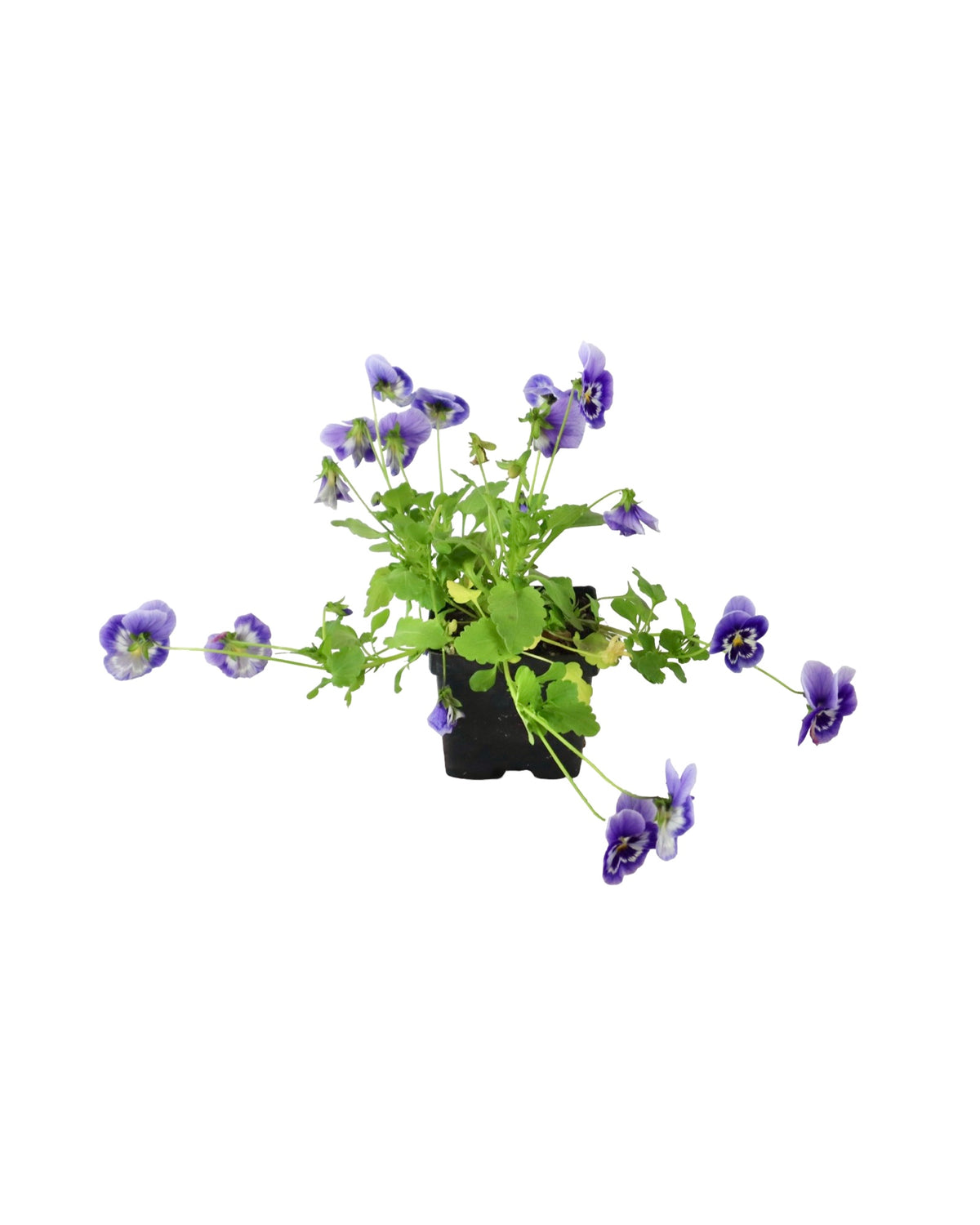 Pansy - Seasonal Plant