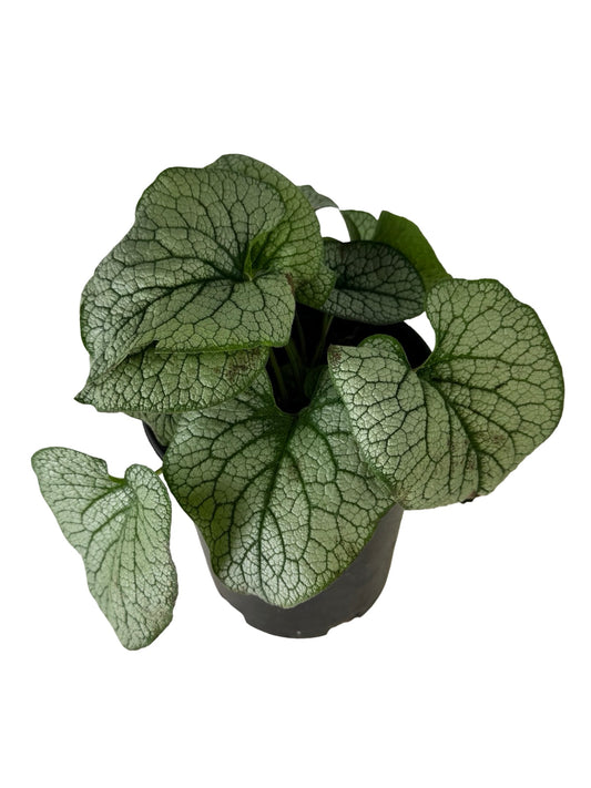 Brunnera macrophylla 'Frost King' - Perennials