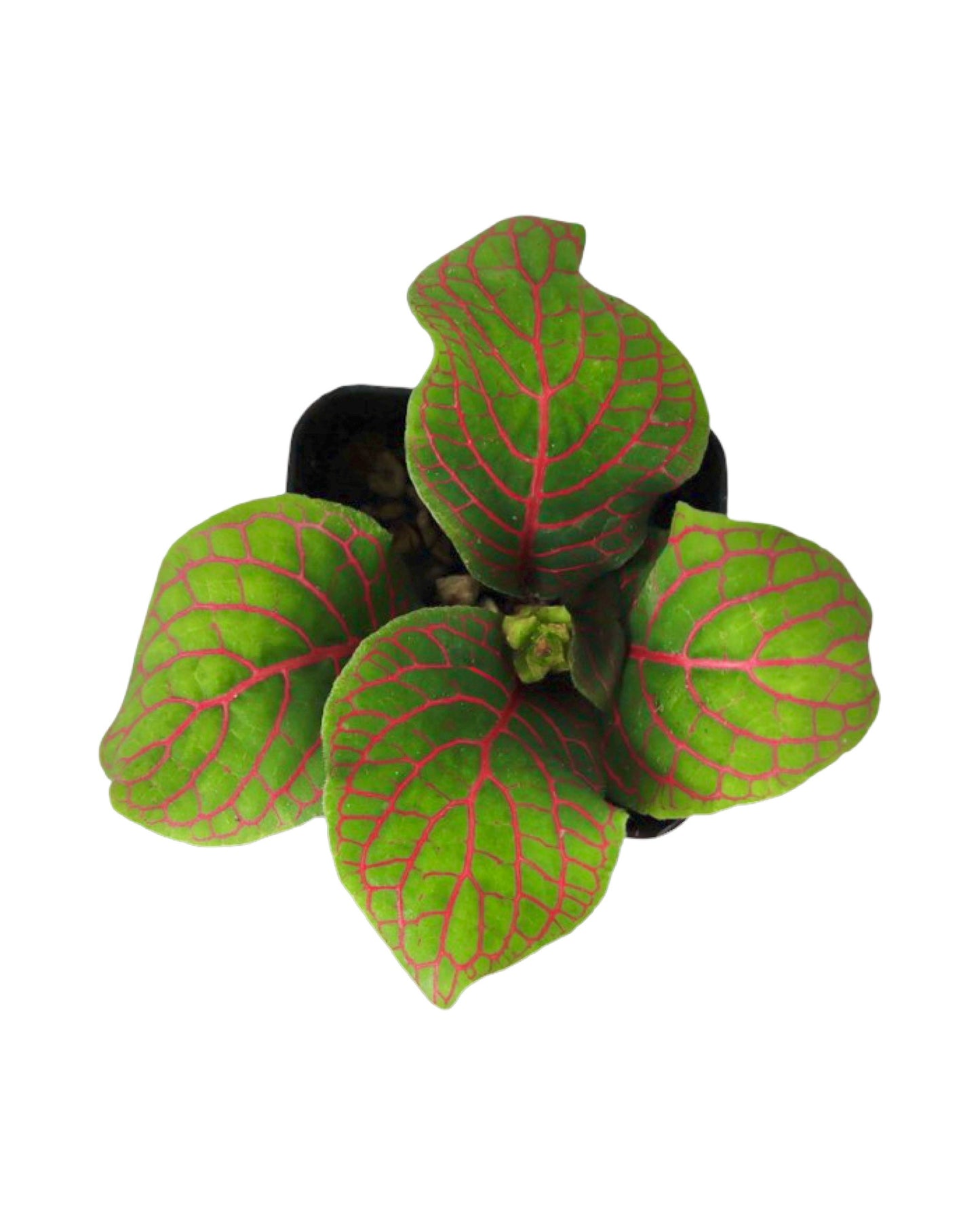 Fittonia albivensis - House Plants