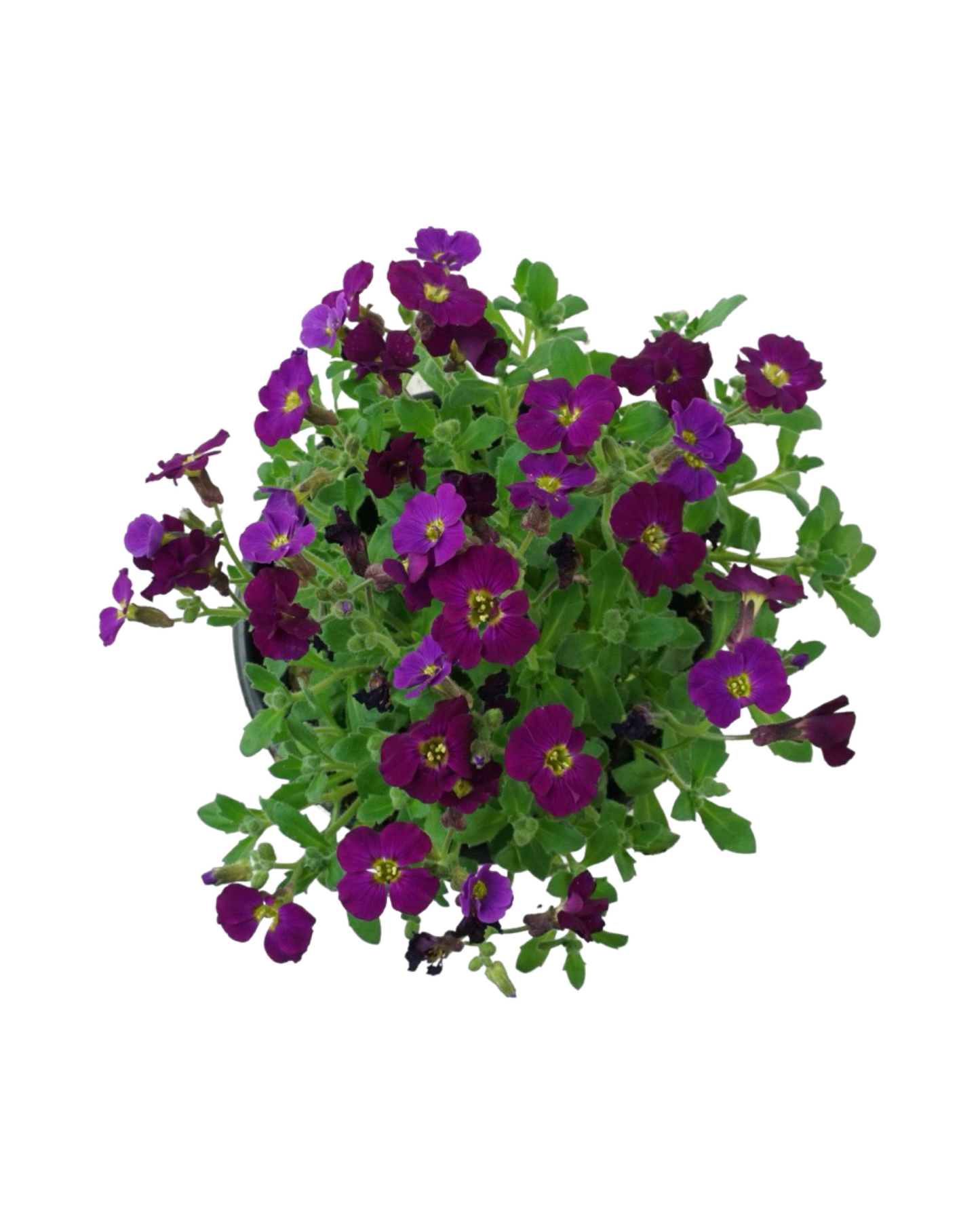Aubrieta 'Axcent Burgundy Imp.'
