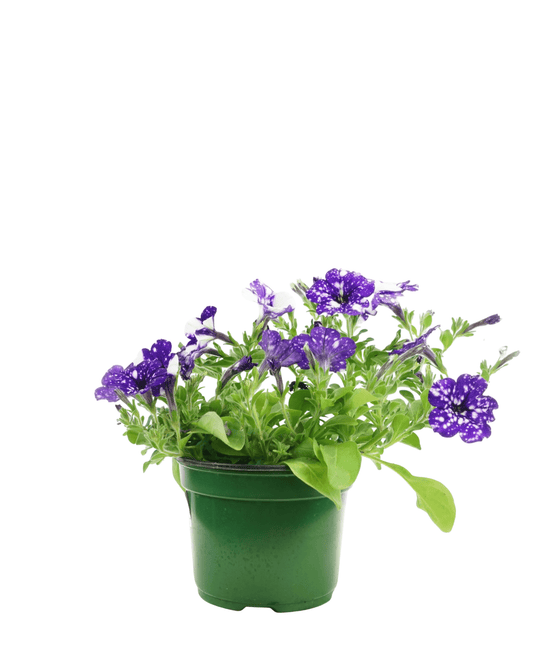 Petunia 'Headliner Night Sky' - The Garden Corner
