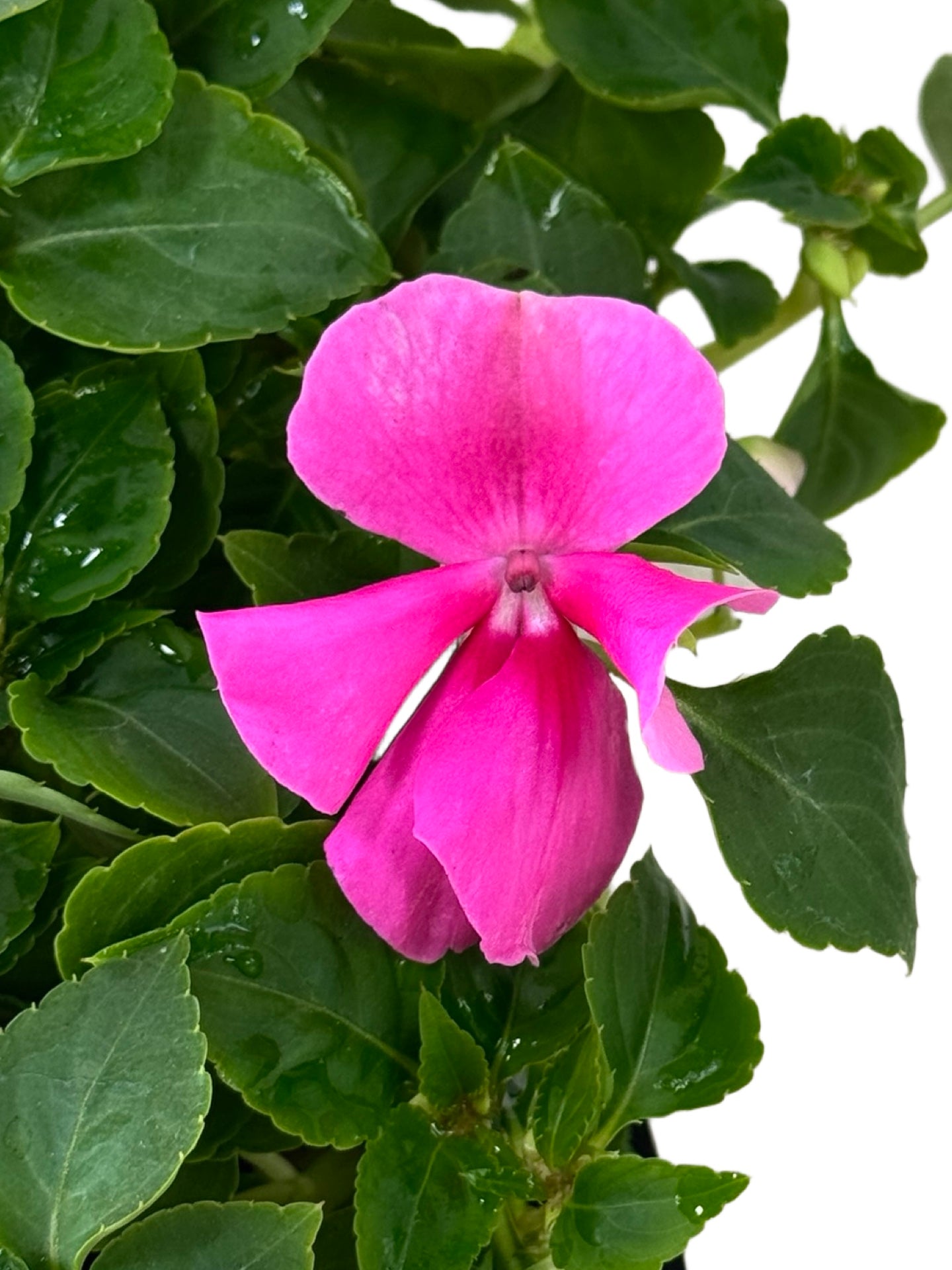 Impatiens Beacon 'Light Pink' - Annuals