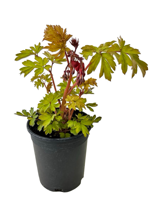 Dicentra 'Ruby Gold' - Perennials