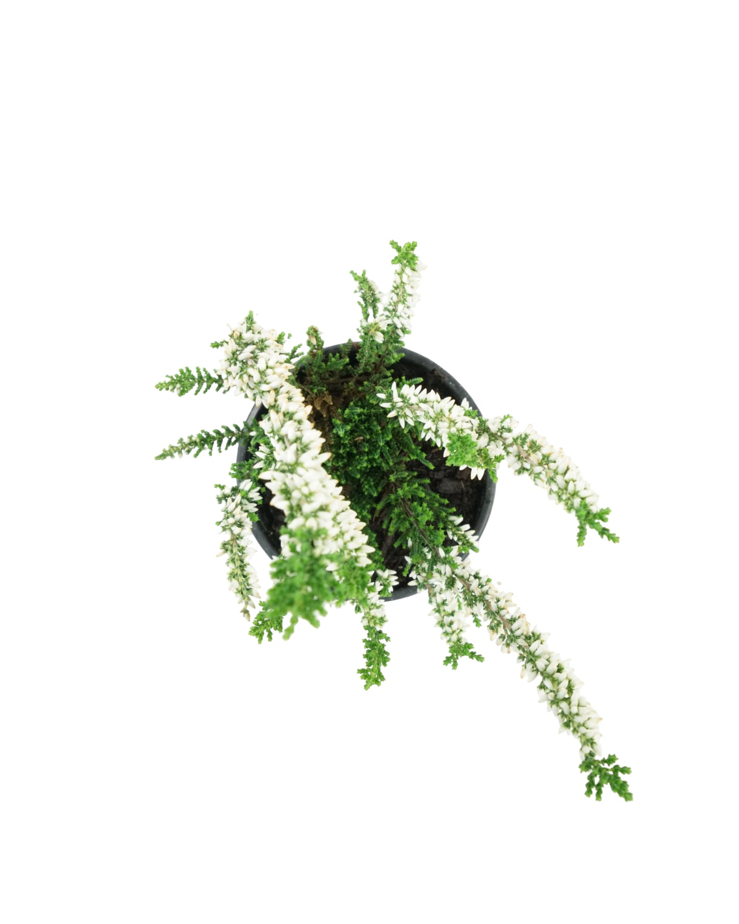Calluna vulgaris 'Verenka' - Shrubs