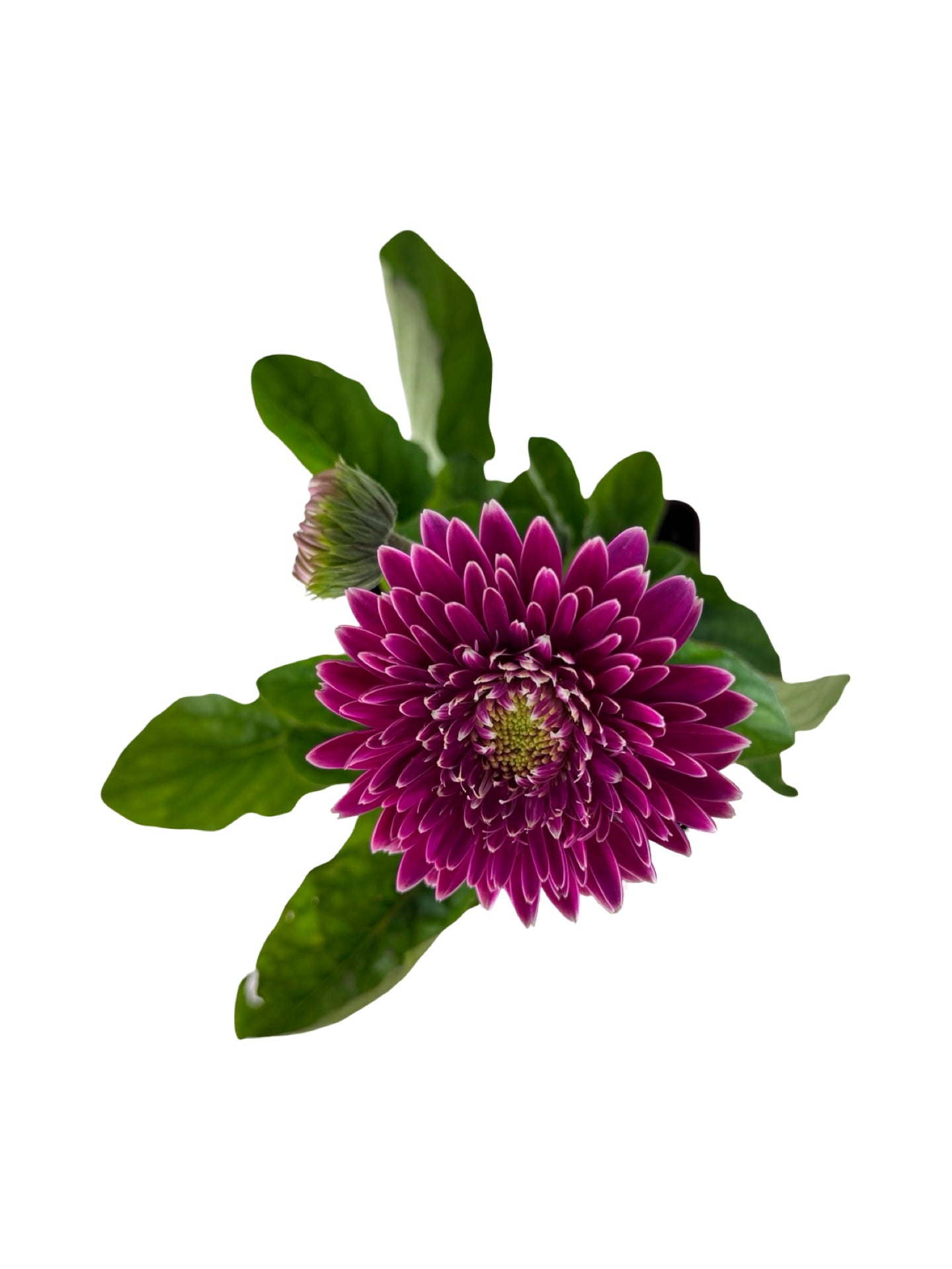 Gerbera Garvinea® Majestic Purple - Perennials