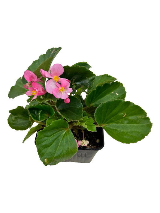 Begonia BabyWing® 'Pink' - Annuals