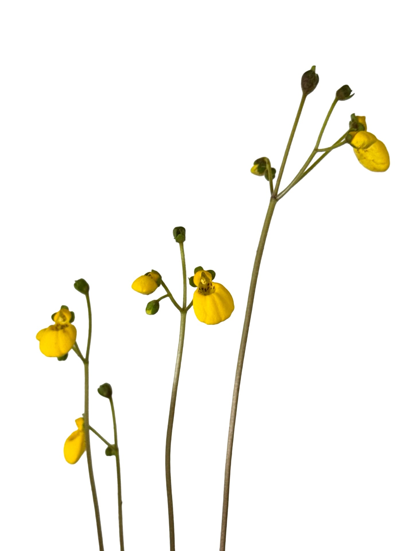 Calceolaria biflora 'Goldcap' - Perennials