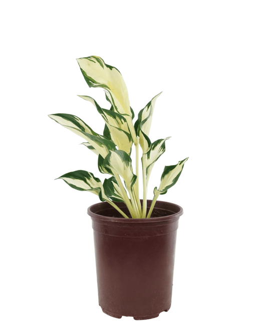 Hosta 'Loyalist' - The Garden Corner