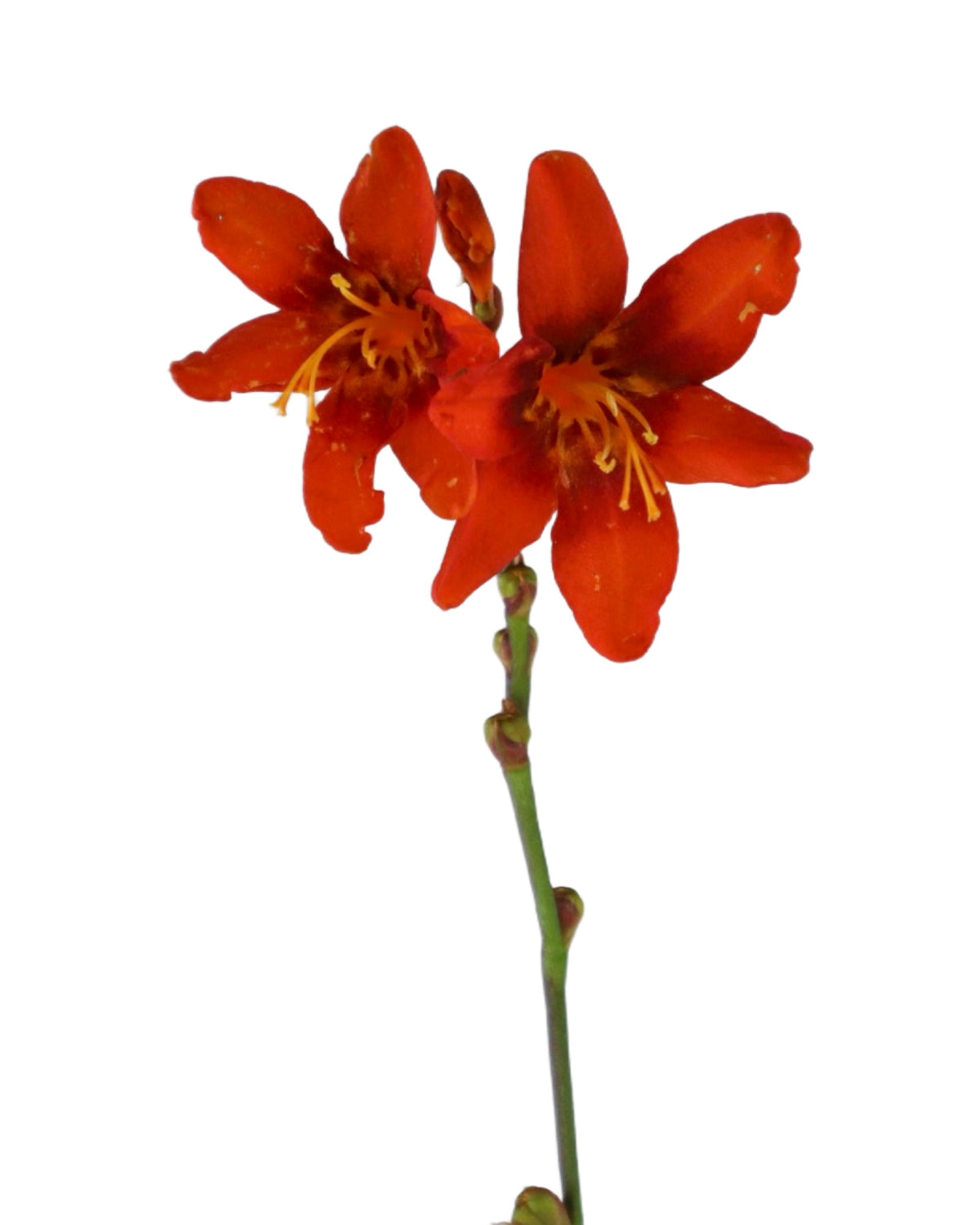Crocosmia 'Babylon' - Perennials