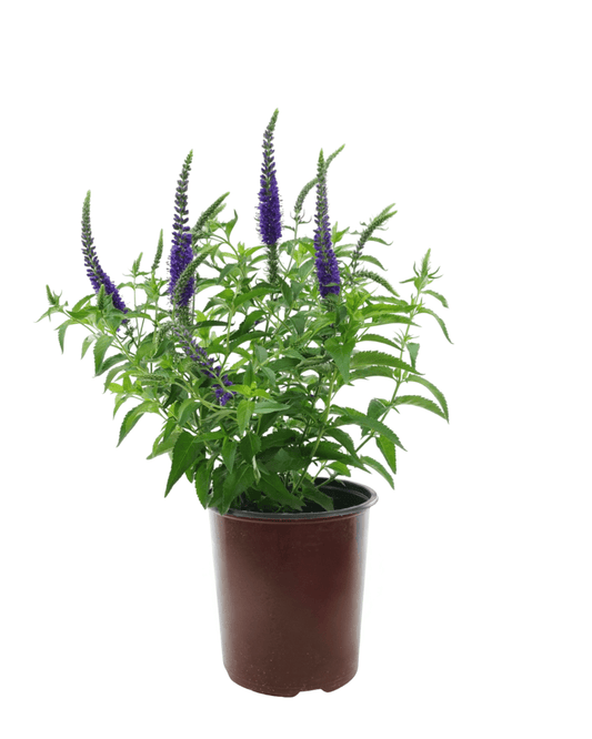 Veronica 'Darwins Blue' - The Garden Corner
