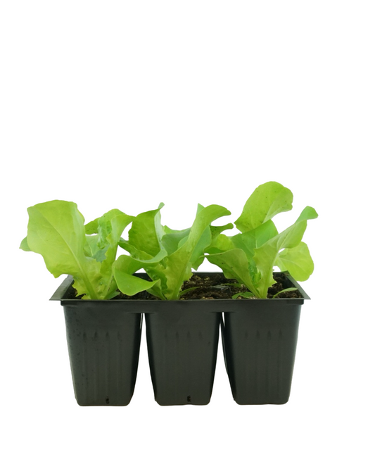 Lettuce 'Buttercrunch'