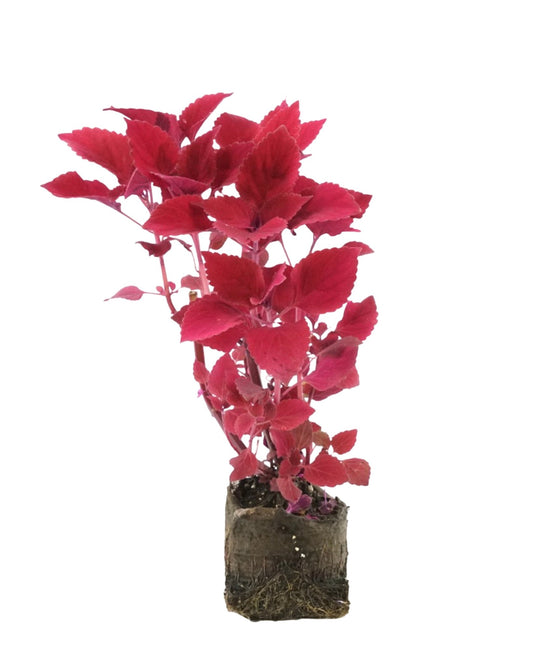 Coleus 'Redhead' 4 Inch - The Garden Corner