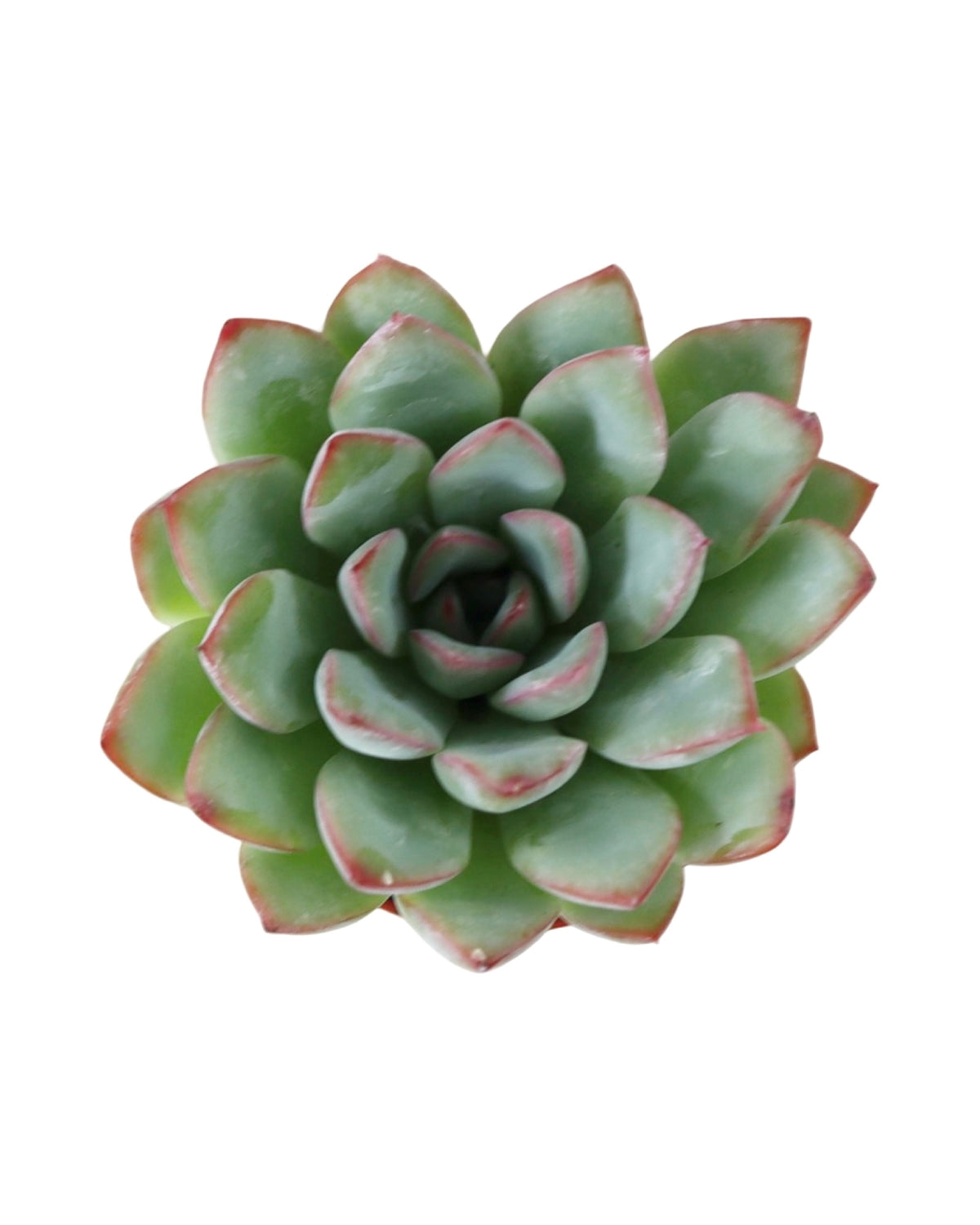 Echeveria ‘Emerald’ - House Plants