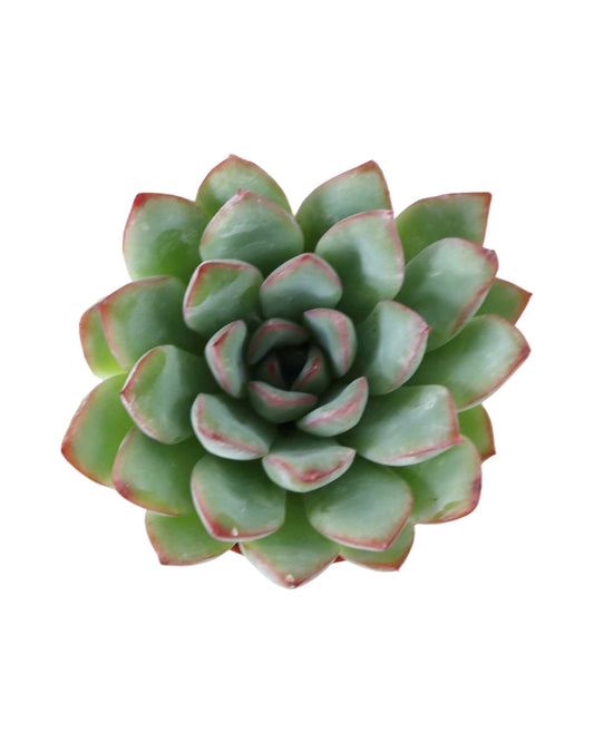 Echeveria ‘Emerald’ - House Plants