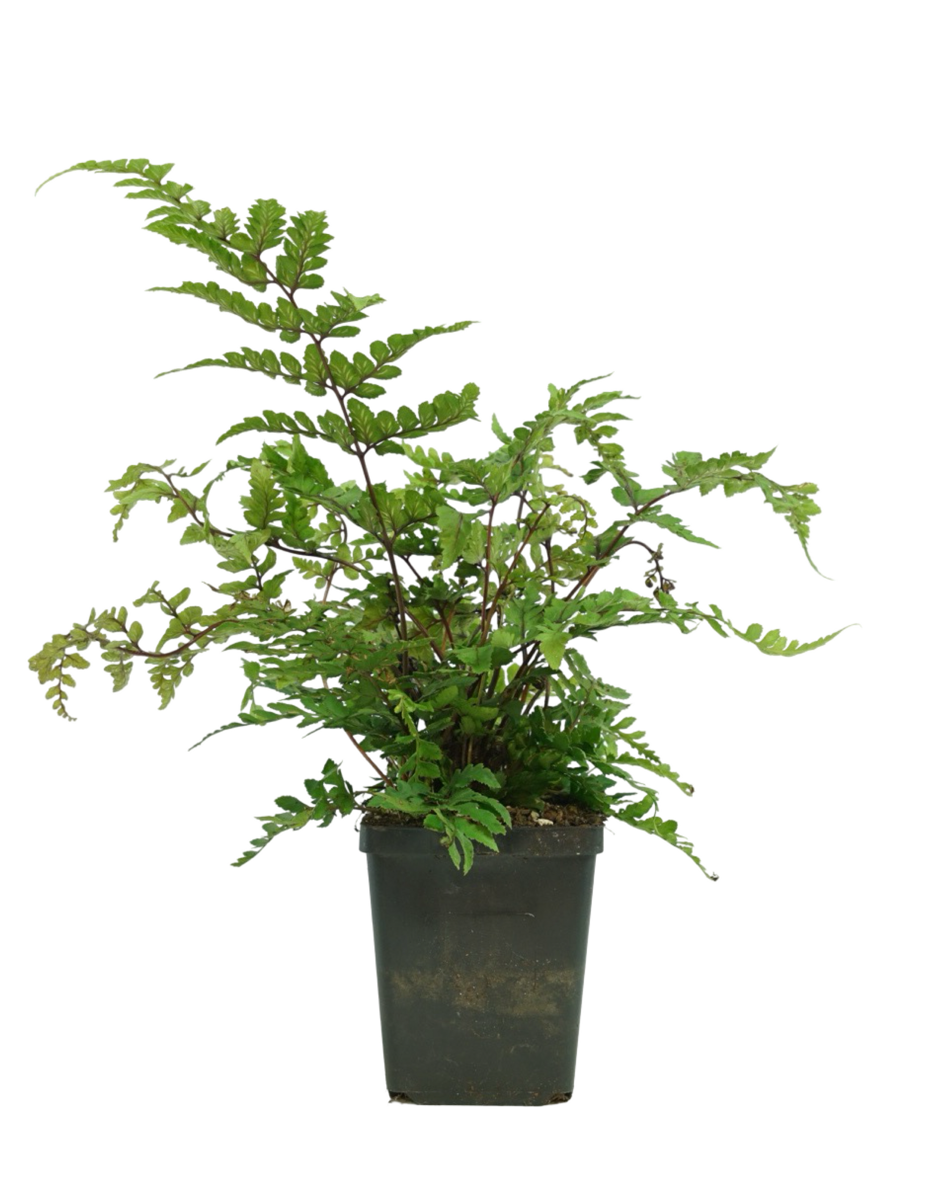 Athyrium otophorum 'Okanum' - Perennials