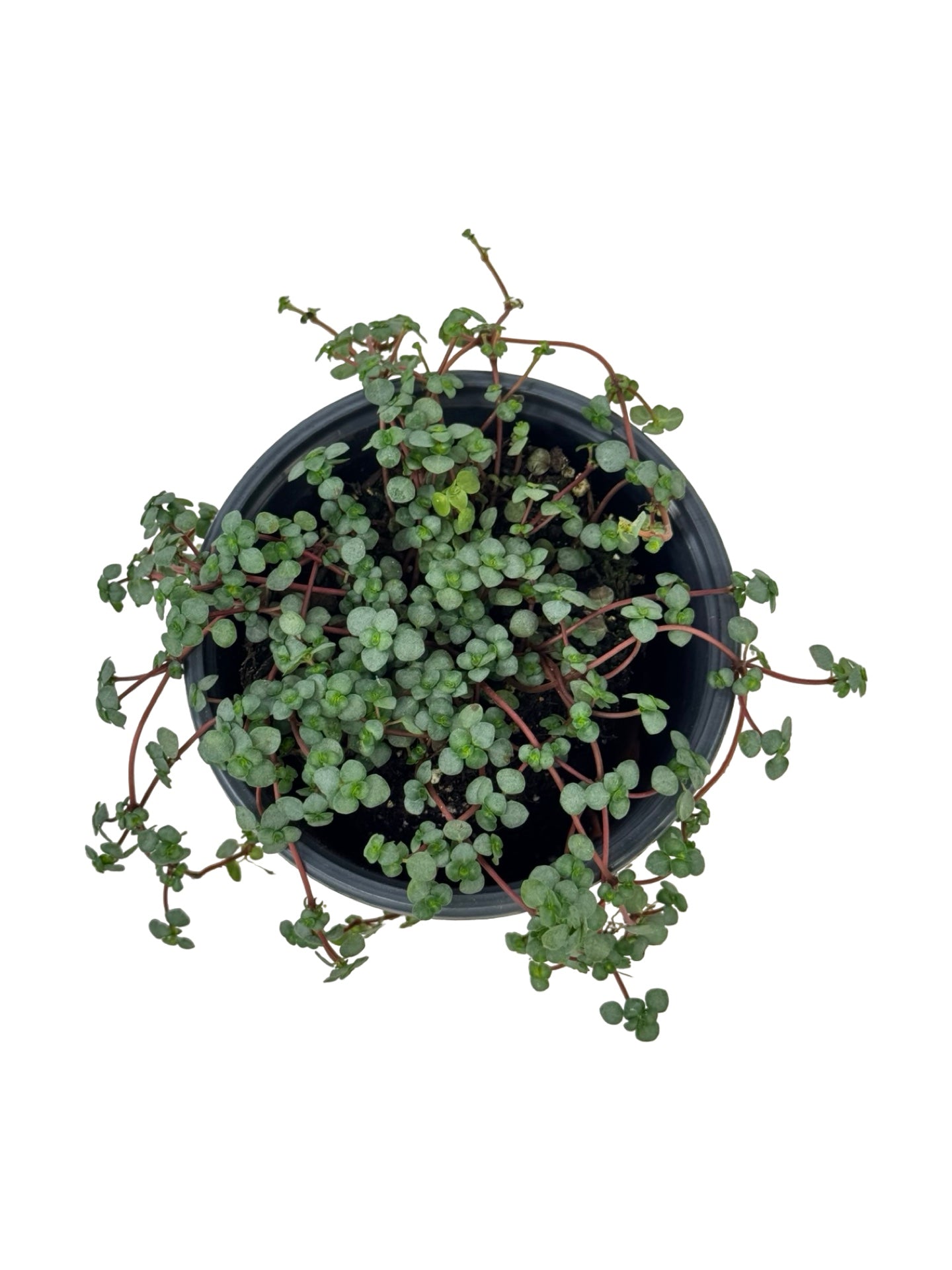 Pilea glauca 'Silver Sparkle' - House Plants
